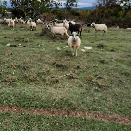 Vila Niko Pet Friendly 200 M From Hidden Sandy Pets For Free